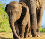 Słonie indyjskie - mama i dziecko, Tajlandia.