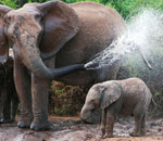 Matka ochładza słoniątko.