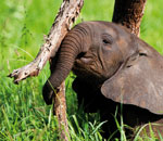 Słoniątko ociera się o konar, Serengeti, Tanzania.