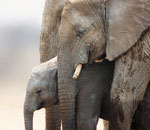 Mały słonik chroniony przez dorosłe słonie, Etosha, Namibia.