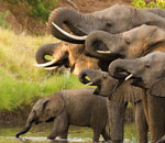 Stado słoni afrykańskich przy wodopoju.