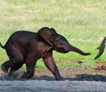Małe słoniątko biegnie do mamy, starając się chwycić jej ogon.
