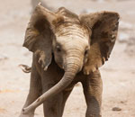 Słonik radzi sobie w upale. Etosha, Namibia.