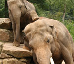 Słoniątko indyjskie próbuje wejść na swojego tatę.