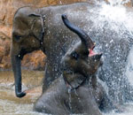 Młode słonie indyjskie.