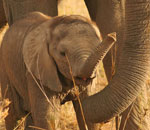 Słoniątko chronione przez troskliwą matkę, Afryka.