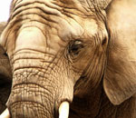 Pokochaj Słonie - błotniasty