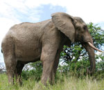 Pokochaj Słonie - okazały samiec