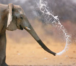 Pokochaj Słonie - prysznic