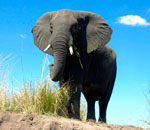 Pokochaj Słonie - samiec