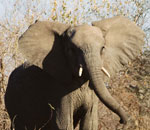 Pokochaj Słonie - Słoń Afrykański