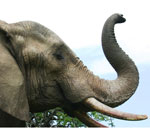 Pokochaj Słonie - trąbiący