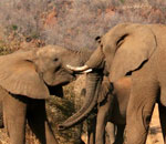 Pokochaj Słonie - walka