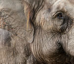 Pokochaj Słonie - z bliska