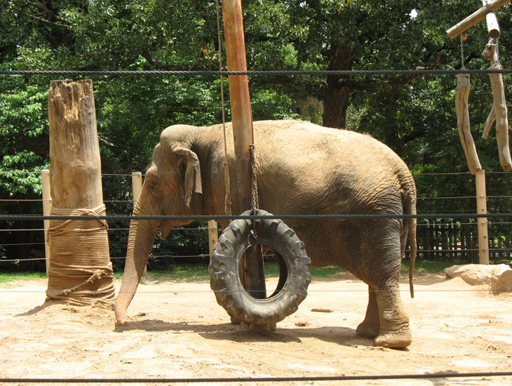Pokochaj Słonie - uszcześliwiany na siłę