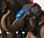 Pokochaj Słonie - zabiedzony