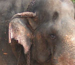Pokochaj Słonie - w niewoli