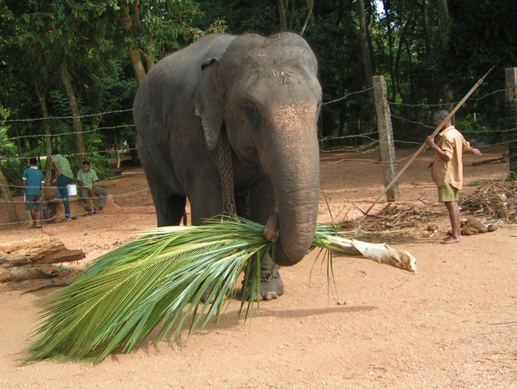 Pokochaj Słonie - wykorzystywany do pracy