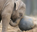 Pokochaj Słonie - z piłką