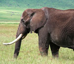 Pokochaj Słonie - dojrzały
