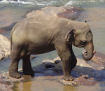 Pokochaj Słonie - nad wodą sam