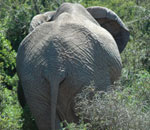 Pokochaj Słonie - odchodzą