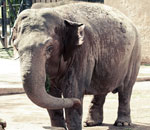 Pokochaj Słonie - w zoo