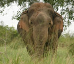 Pokochaj Słonie - włóczęga