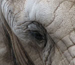 Pokochaj Słonie - zbliżenie