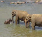 Pokochaj Słonie - kąpiel