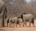 Pokochaj Słonie - młode na drodze