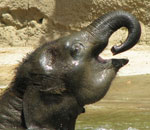 Pokochaj Słonie - pijący maluch