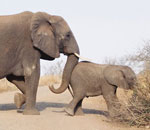 Pokochaj Słonie - pogania małe