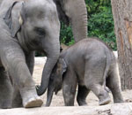 Pokochaj Słonie - włane zdanie