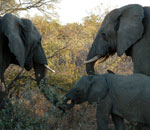 Pokochaj Słonie - rodzina