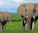 Pokochaj Słonie - spacer