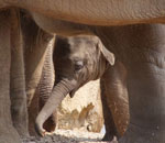 Pokochaj Słonie - wśród swoich