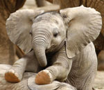 Pokochaj Słonie - zabawa