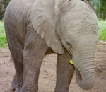 Pokochaj Słonie - je banana