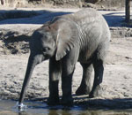 Pokochaj Słonie - małe w zoo