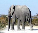 Pokochaj Słonie - na drodze