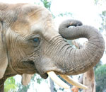 Pokochaj Słonie - sędziwy