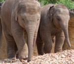 Pokochaj Słonie - bracia