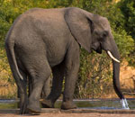Pokochaj Słonie - przy wodopoju