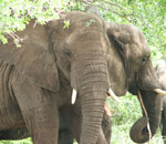 Pokochaj Słonie - samce