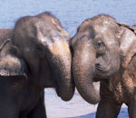 Pokochaj Słonie - uczucie