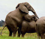 Pokochaj Słonie - zabawa czy może ...