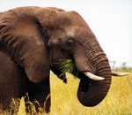 Pokochaj Słonie - jedzący