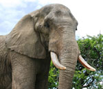 Pokochaj Słonie - atrybut samca - kły