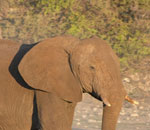 Pokochaj Słonie - samotna tułaczka